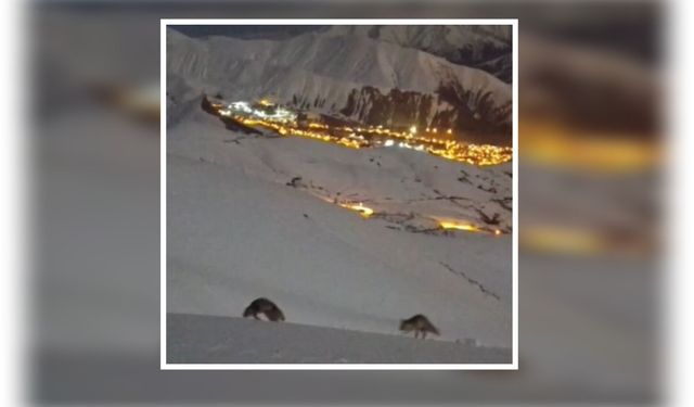 Hakkari’de masalsı manzara: Tilkilerin neşeli anları