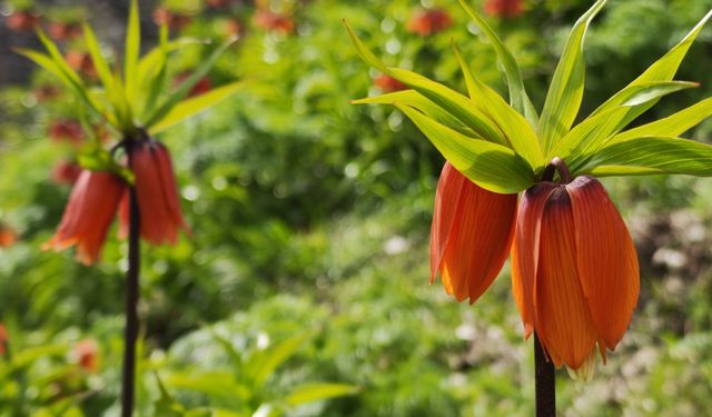 Yumrumeşe’de Ters Laleler Görenleri Büyülüyor