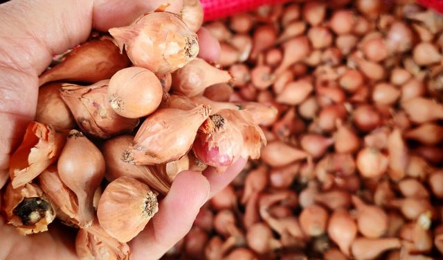 Kıska tohumu Ahlat’ta baharın en çok aranan ürünü oldu