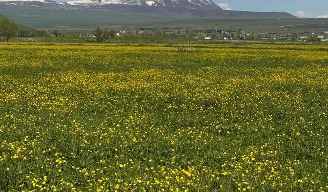 Güroymak’ta kanola tarlaları sarıya büründü