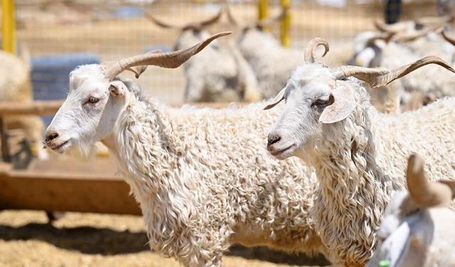Bitlis’te kurbanlık pazarları hareketlendi