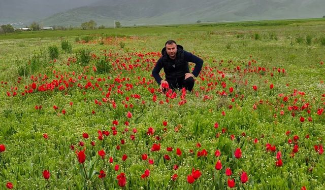 Güroymak ovası kırmızı lalelerle renklendi