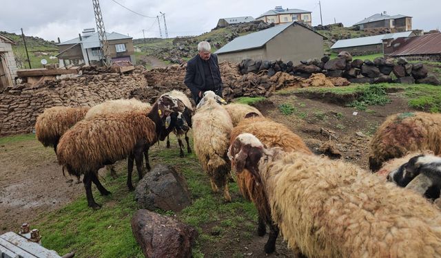 Bitlis’te gece yarısı ağıla giren kurt... Sürüde büyük zarar oluştu
