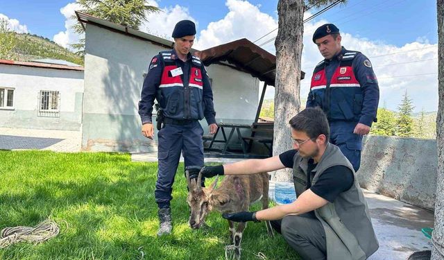 Ağın'da yaralı dağ keçisi tedavi altına alındı