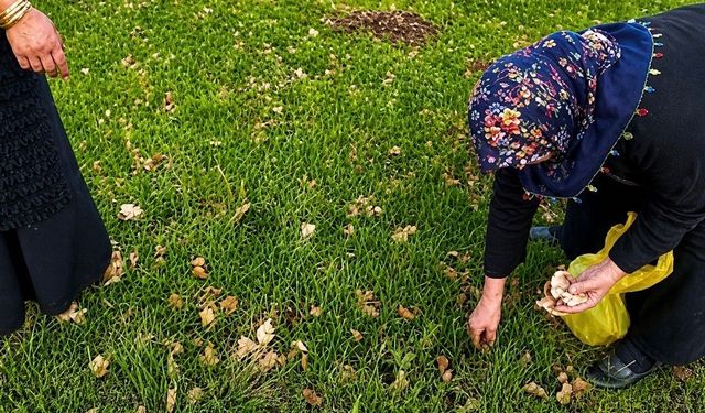 Ağrı'da kadınlar şifa için dağlara çıktı