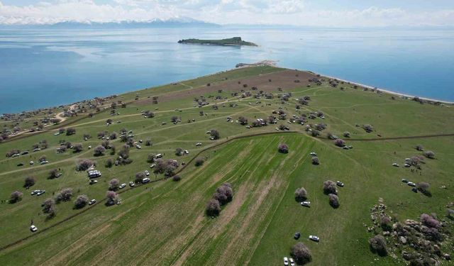 Badem çiçekleri Çarpanak Yarımadası'nda seyrine doyumsuz görüntüler oluşturdu