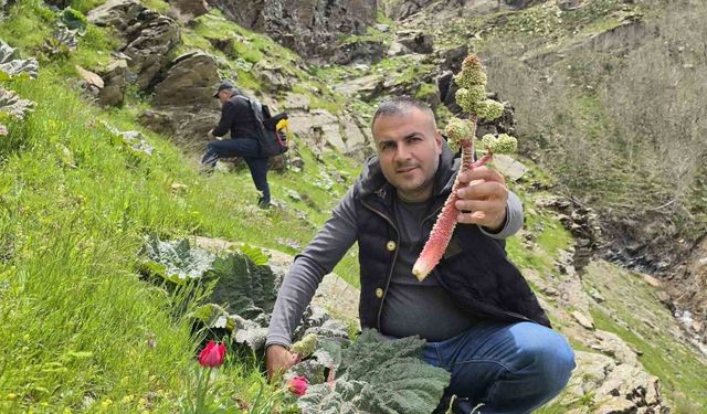 Bitlisliler doğal lezzet için dağların yolunu tuttu