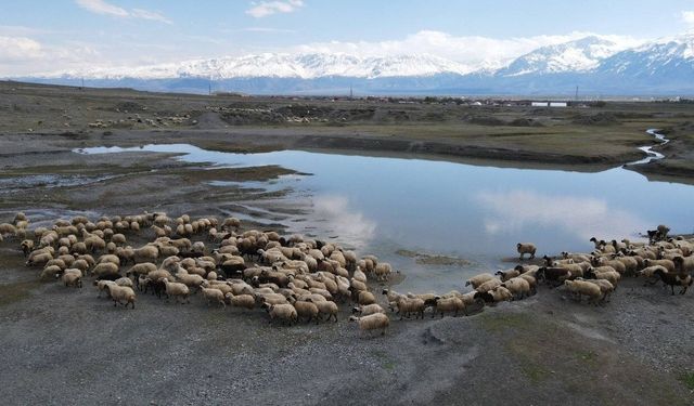 Erzincan'da yayla sezonu başladı, üreticiler günlük 5-6 bin lira tasarruf ediyor