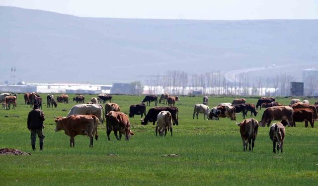Kurban satışlarında sosyal medya tuzağına dikkat