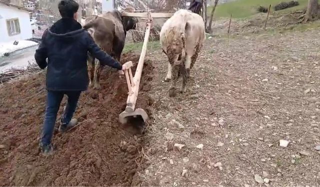 Traktörün çıkamadığı yerde karasaban mesaisi