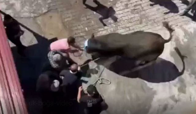 Ahlat’ta 1 tonluk boğa kesimi zor anlar yaşattı