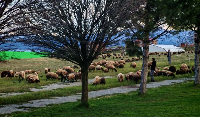 Bitlis’te sürüler geçici olarak mahalle çevresine yöneldi