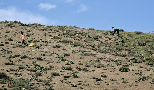 Ahlatlılar “Yayla Muzu” için dağlara akın ediyor