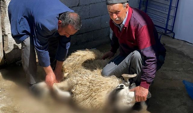 Tatvan’da Kurban Bayramı dolayısıyla kurbanlıklar kesildi