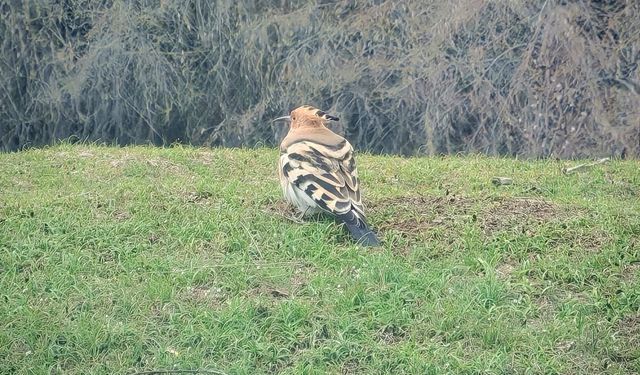 Ahlat’ta görülen ibibik kuşu ilgi odağı oldu