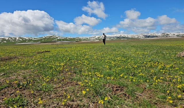 Sütey Yaylası’nda doğa canlanmaya başladı