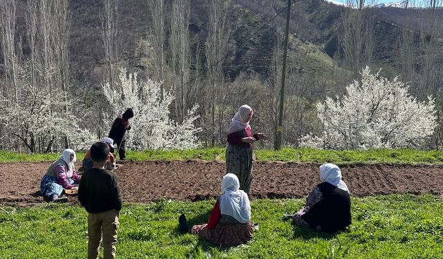 Hizan’da fasulye mesaisi başladı
