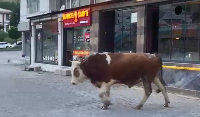 Bitlis'te kafeye giren inek görenleri şaşırttı