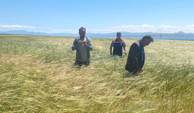 Adilcevaz'da dolu vuran hububat tarlalarında hasar tespiti yapıldı