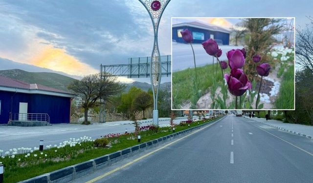 Adilcevaz’ın caddeleri lalelerle renklendi