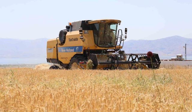 Arpada rekolte alarmı: Yağışlar verimi düşürdü