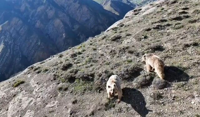 Ayıları drone ile kovalamaya çalıştı: Ettiği sözler gülümsetti