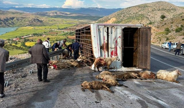 Canlı hayvan taşıyan kamyon devrildi: 15 koyun telef