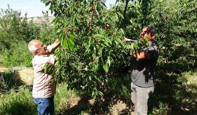 Coğrafi işaretli kiraza rekor talep: 3 bin TL yevmiyeye işçi yok