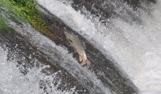 Doğanın zorlu döngüsü: Kefallerin ölümüne göçü başladı
