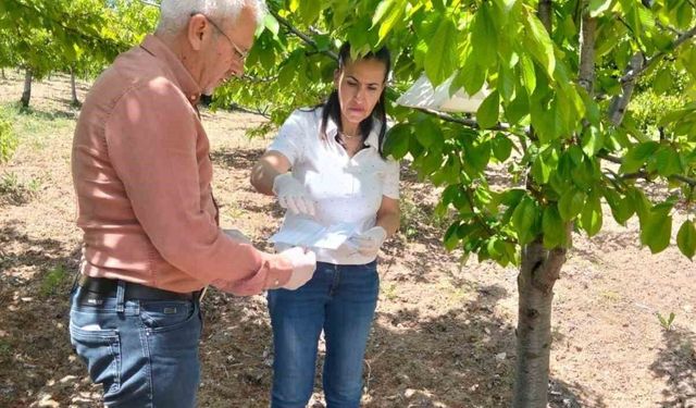 Elazığ'da meyve bahçelerinde takip çalışması yapıldı
