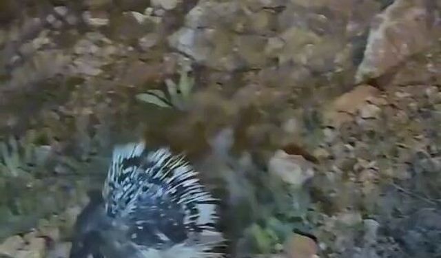 Elazığ'da nesli tükenmek üzere olan oklu kirpi şaşkınlığı