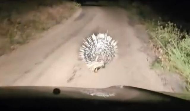 Elazığ'da oklu kirpi kameralara kaydedildi