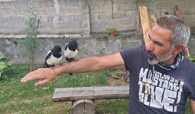 Erzincan'da ağaçtan düşen yavru kuşlara şefkat eli