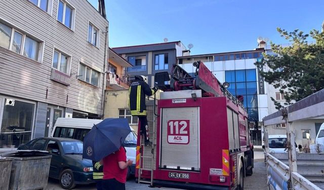 Erzincan'da kargaların yavru nöbeti görenleri şaşırttı