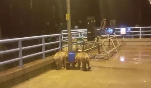 Güvenlik görevlisinin gece mesaisine sevimli misafirler damga vurdu