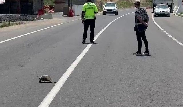 Hınıs'ta polis memuru kaplumbağa için trafiği durdurdu