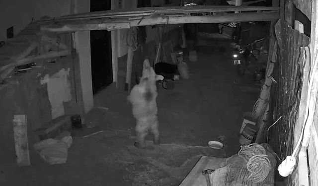 İspir'de ayı kabusu yaşanıyor