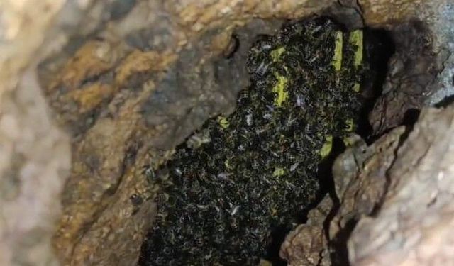 Mağarada binlerce arının bal mesaisi görüntülendi