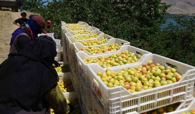 Malatya'nın 'sarı altını' dalından Avrupa sofralarına uzandı