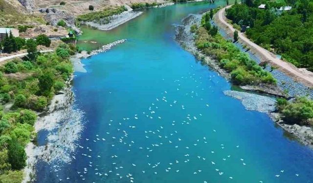 Martılar, Murat Nehri'nde hayran bıraktı