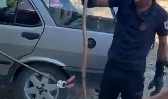 Park halindeki otomobile giren yılan korkuttu