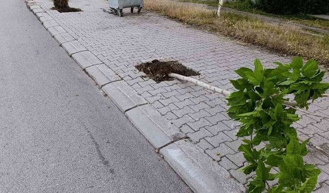 Patnos'ta yeni dikilen 15 ağaç tahrip edildi