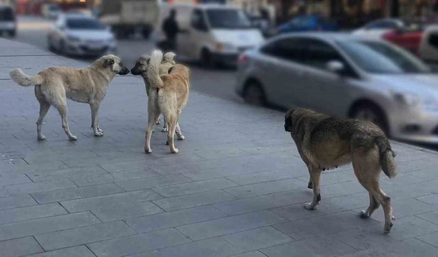 Sokak hayvanları için kapsamlı çalışma: Hedef yıl sonu