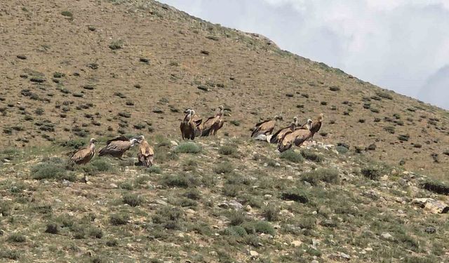 Van'da doğa tutkunlarını heyecanlandıran kızıl akbaba sürüsü