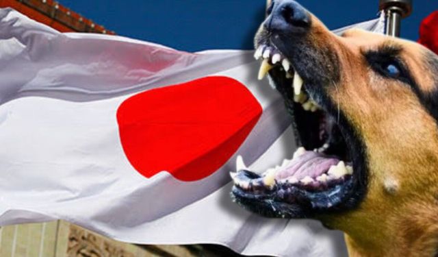 Japonya’da sokak hayvanı sayısı düştü: Bu sonuç nasıl elde edildi
