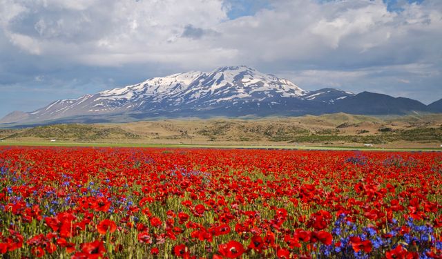 Süphan Dağı eteklerinde gelincik şöleni