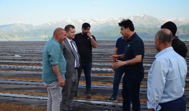 Tatvan Kaymakamı Demir, yeni açılan çilek bahçesini ziyaret etti