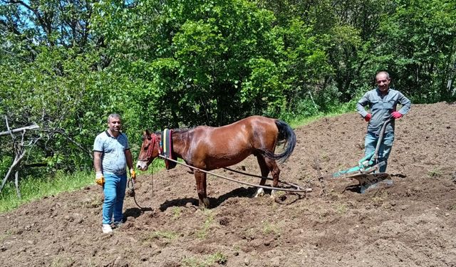 Hizan’da karasabanla tarla sürme geleneği yaşatılıyor