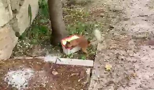 Ceviz arayan sincap ile vatandaşın diyaloğu ilgi çekti