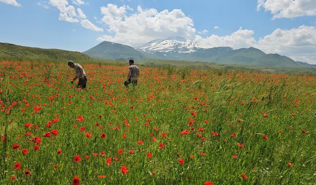 Adilcevaz'da ovalar kırmızıya büründü